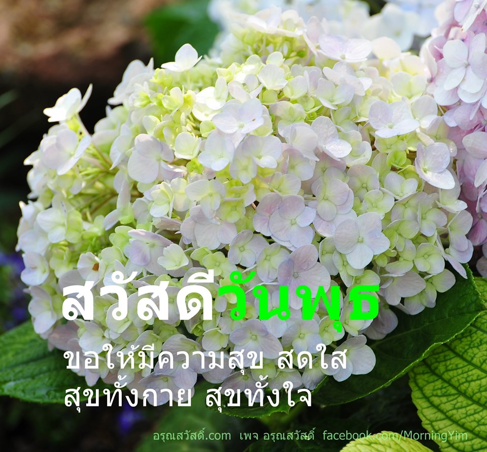 สวัสดีวันพุธ