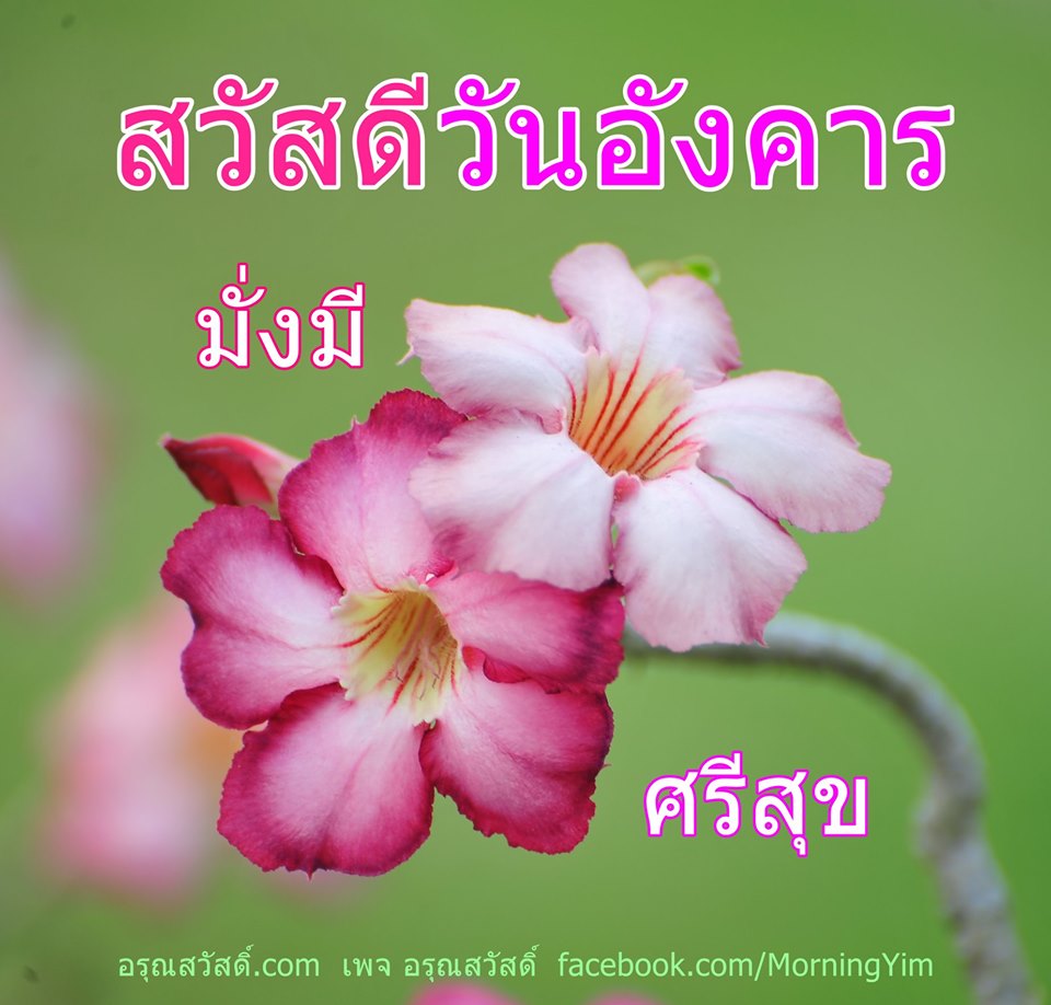 สวัสดีวันอังคาร