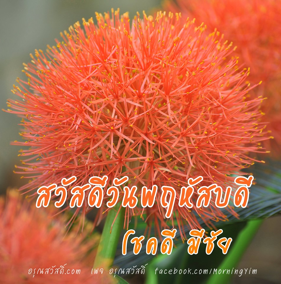 สวัสดีวันพฤหัสบดี