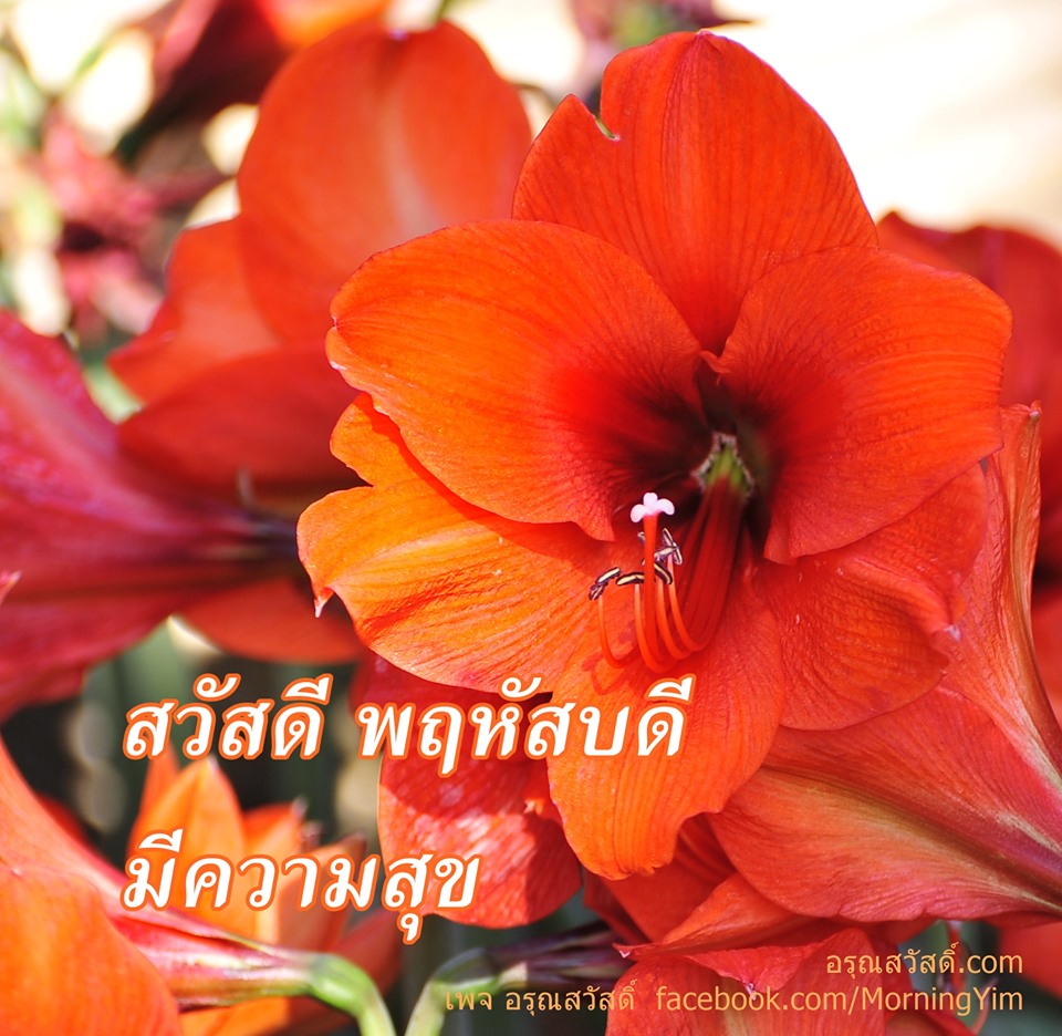สวัสดีวันพฤหัสบดี