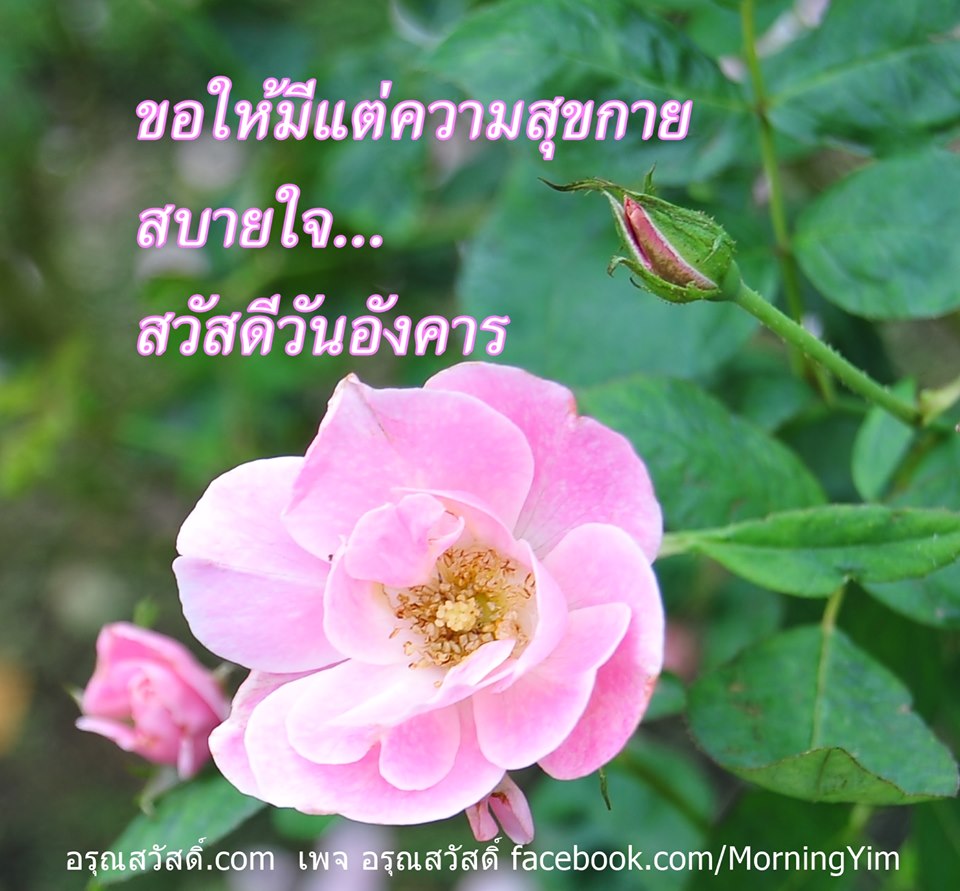 สวัสดีวันอังคาร