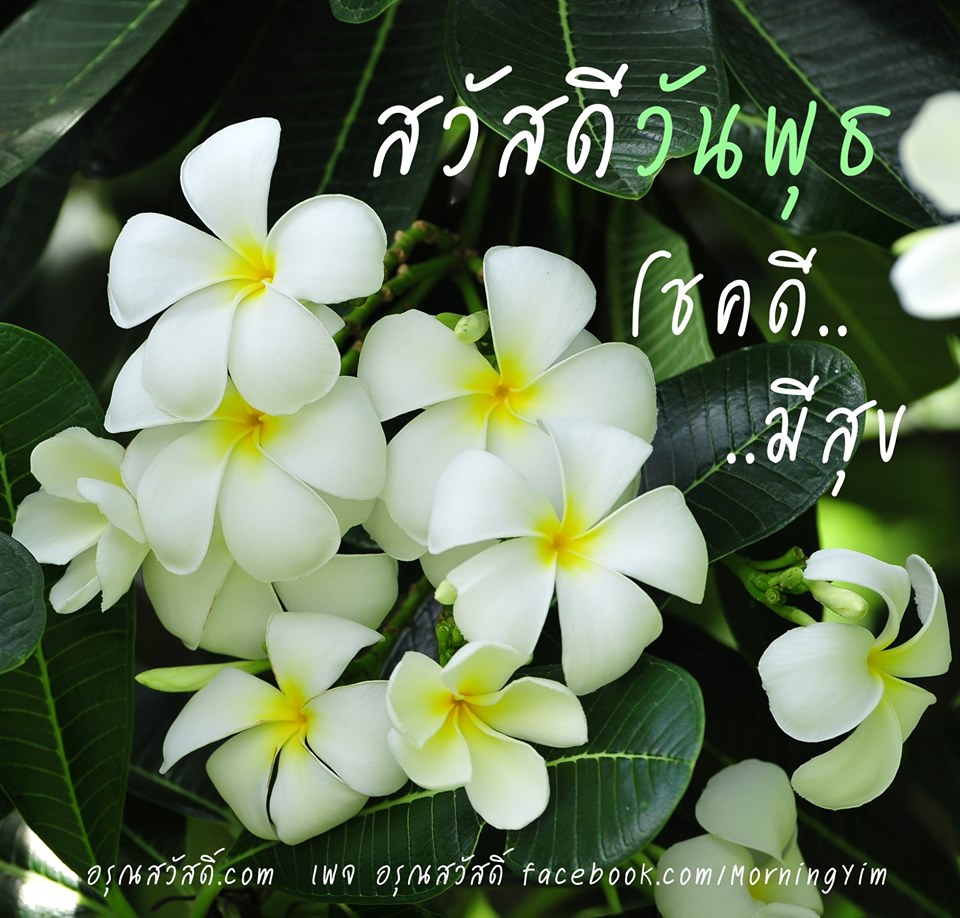 สวัสดีวันพุธ