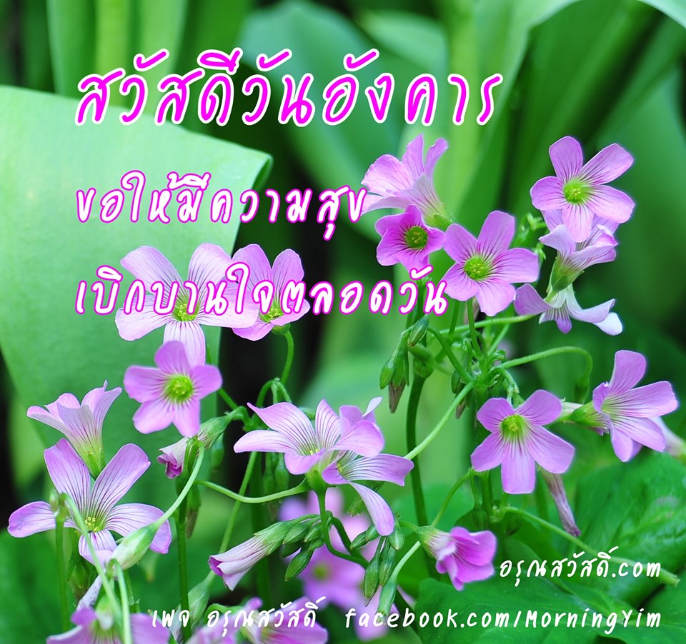 สวัสดีวันอังคาร