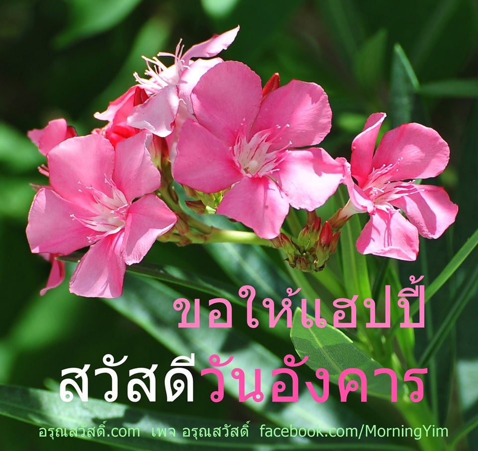 สวัสดีวันอังคาร