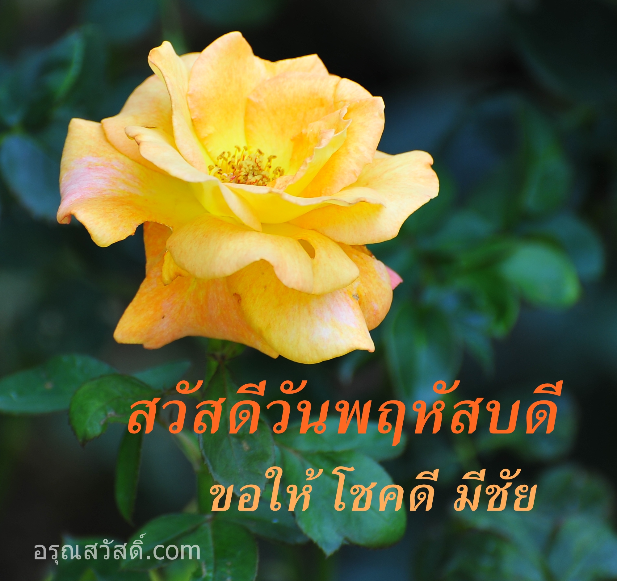 สวัสดีวันพฤหัสบดี