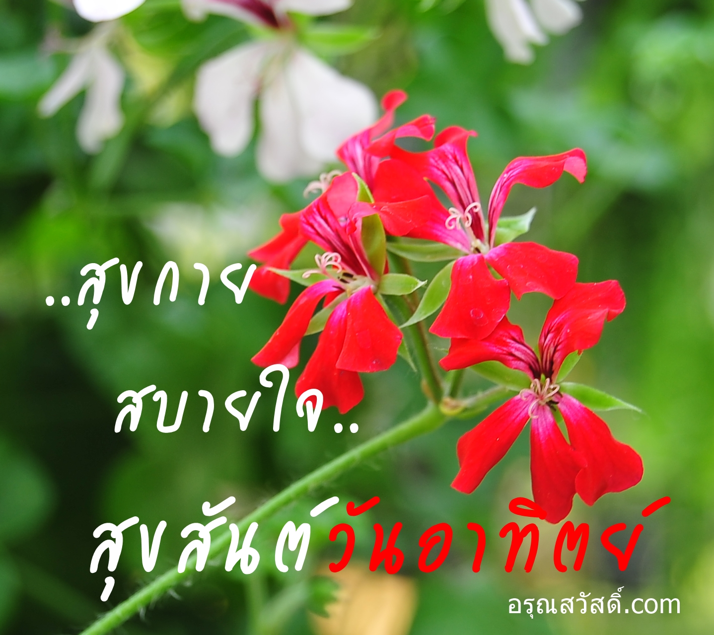 สวัสดีวันอาทิตย์