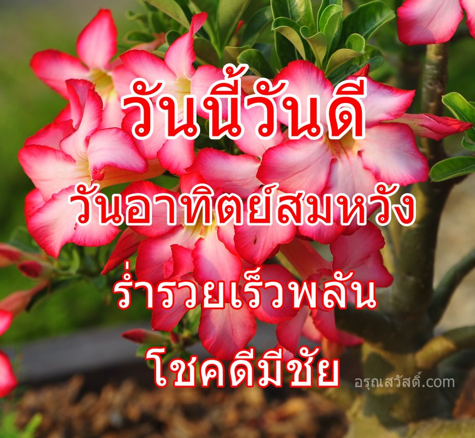 อรุณสวัสดิ์วันอาทิตย์