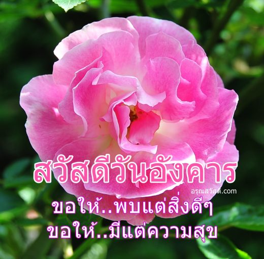 สวัสดีวันอังคาร