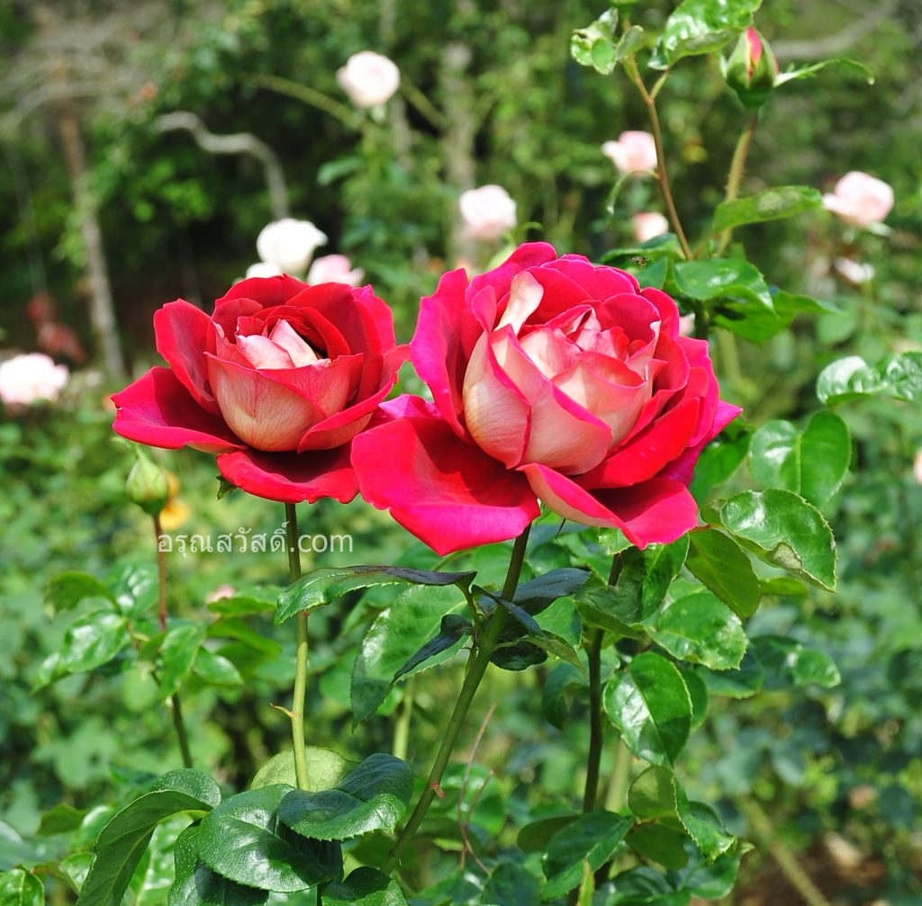 ดอกกุหลาบสีแดง