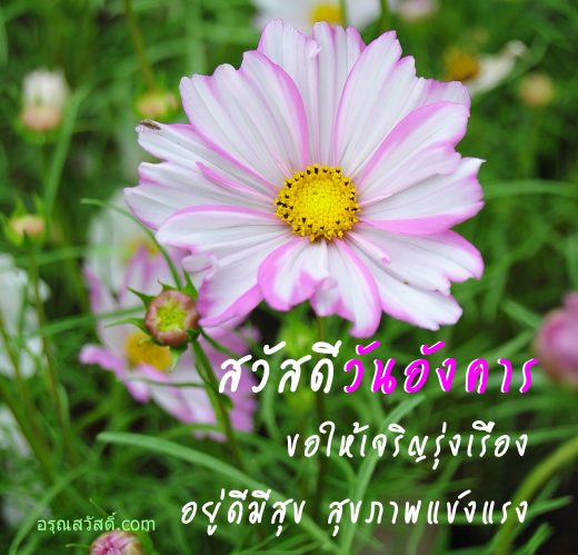 สวัสดีวันอังคาร