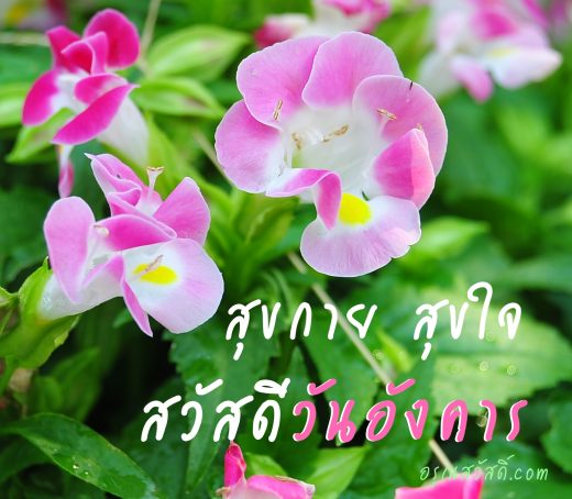 สวัสดีวันอังคาร