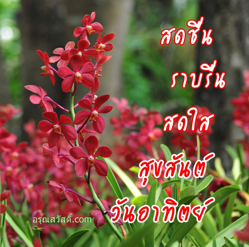 สวัสดีวันอาทิตย์