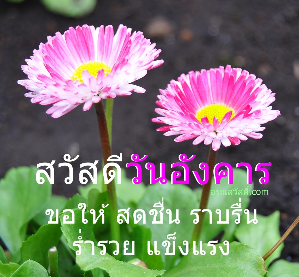 สวัสดีวันอังคาร