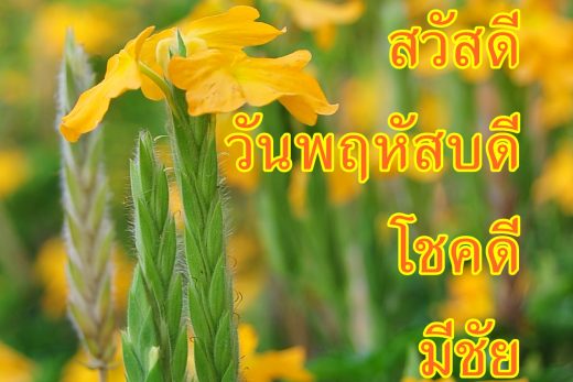 สวัสดีวันพฤหัสบดี
