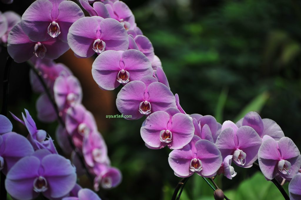 ดอกกล้วยไม้สีม่วง