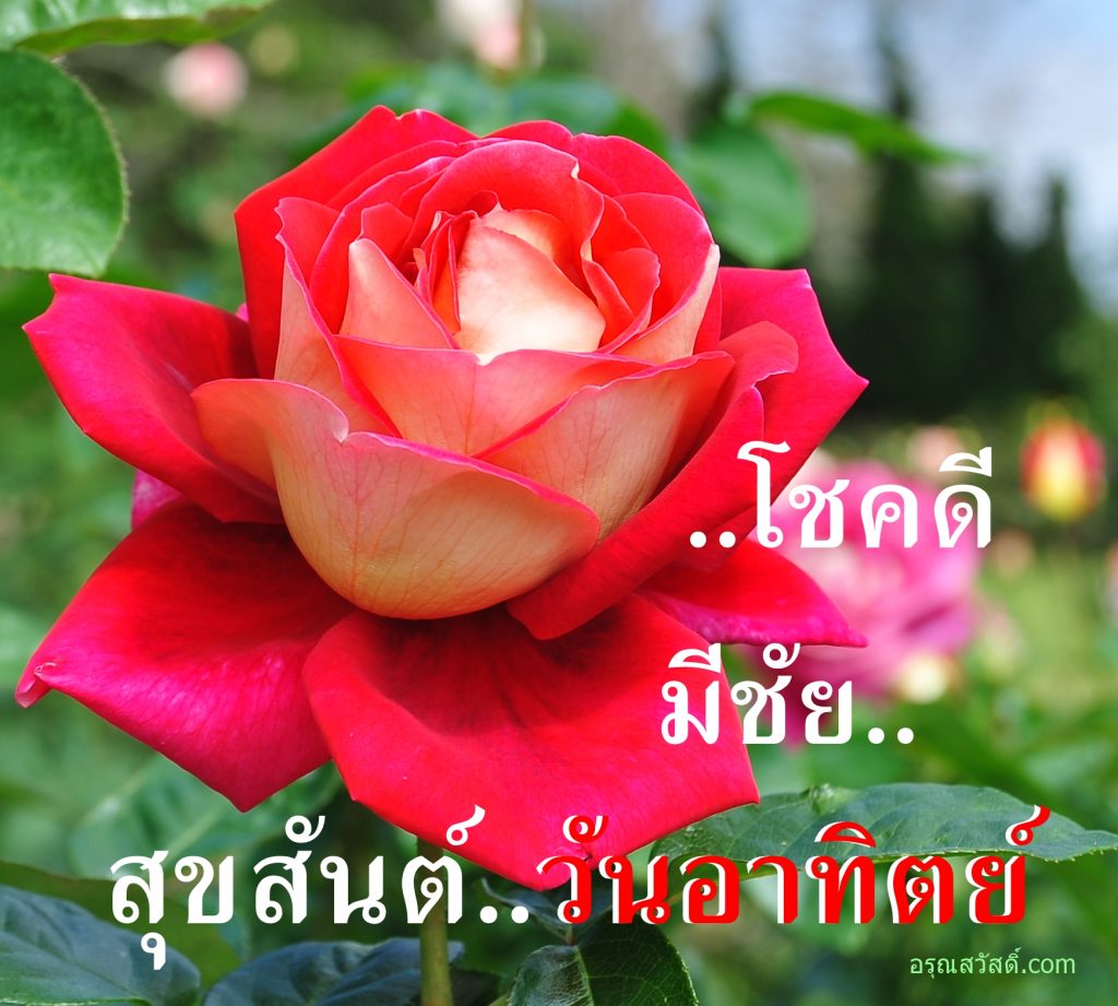อรุณสวัสดิ์วันอาทิตย์