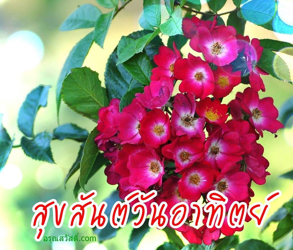 สวัสดีวันอาทิตย์