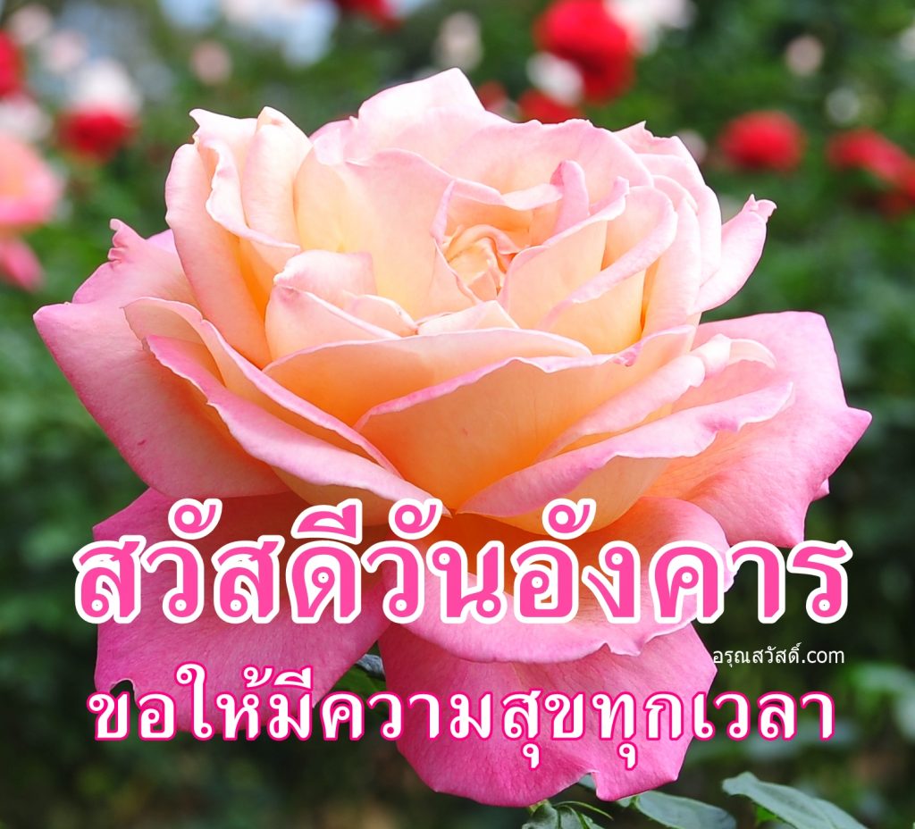 
สวัสดีวันอังคาร