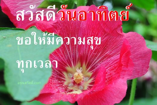 รูปภาพ อรุณสวัสดิ์ สวัสดี ดอกไม้สวยๆพร้อมกลอนอวยพรวันอาทิตย์ โหลดฟรี