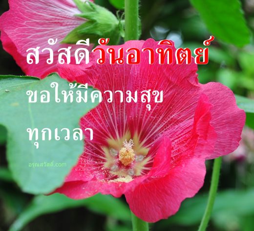 รูปภาพ อรุณสวัสดิ์ สวัสดี ดอกไม้สวยๆพร้อมกลอนอวยพรวันอาทิตย์ โหลดฟรี
