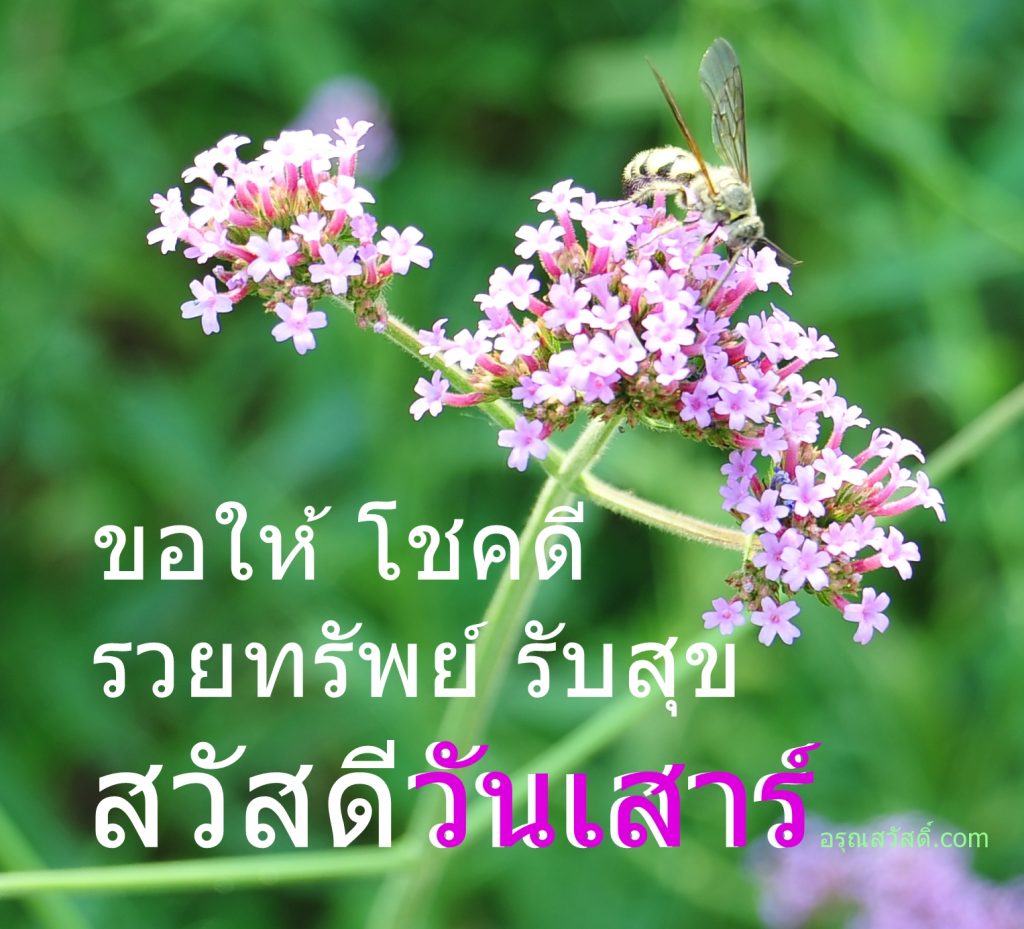 สวัสดีวันเสาร์