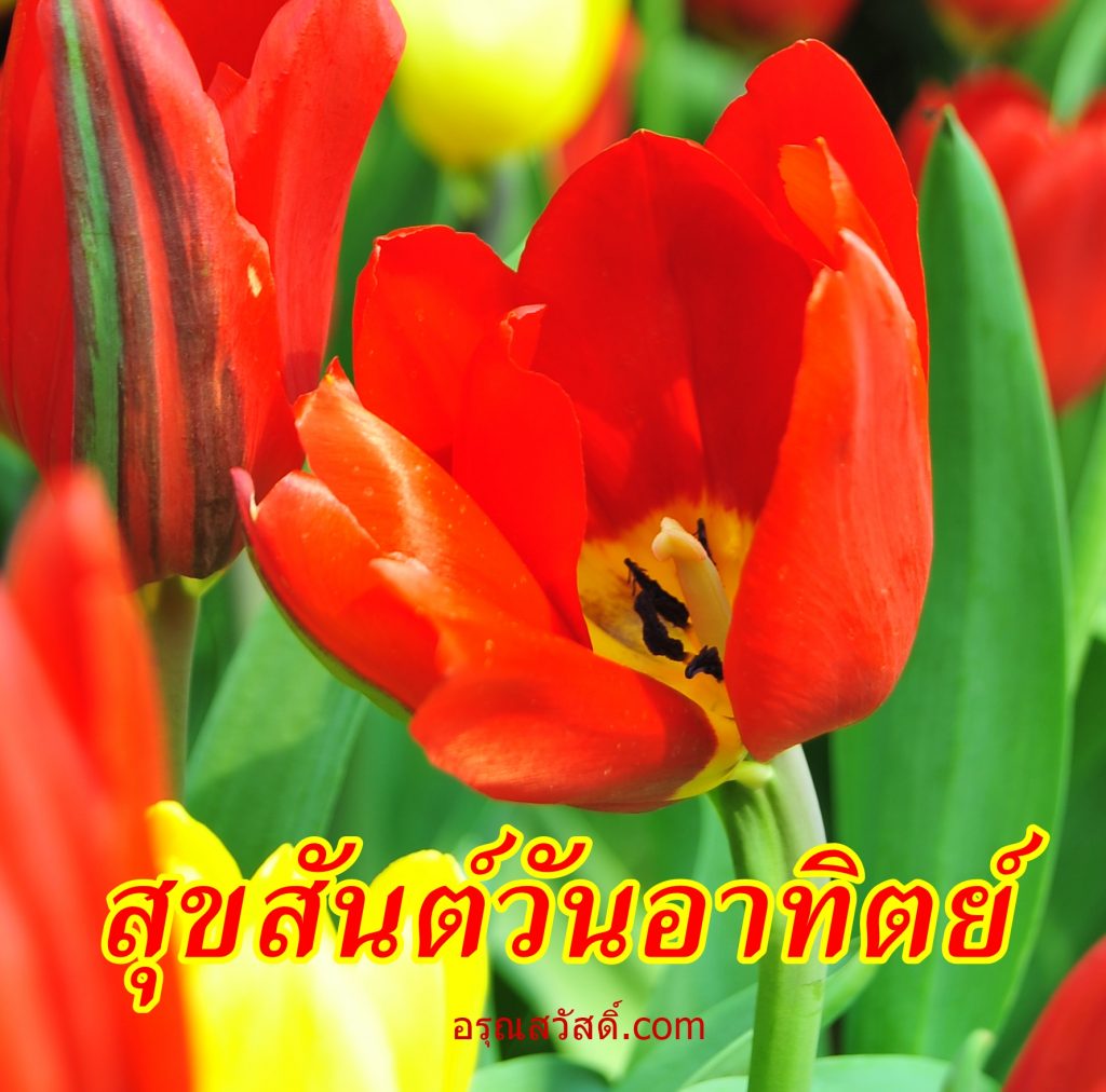 สวัสดีวันอาทิตย์