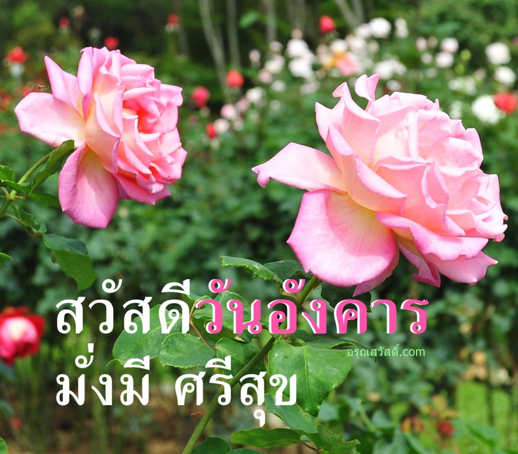 สวัสดีวันอังคาร