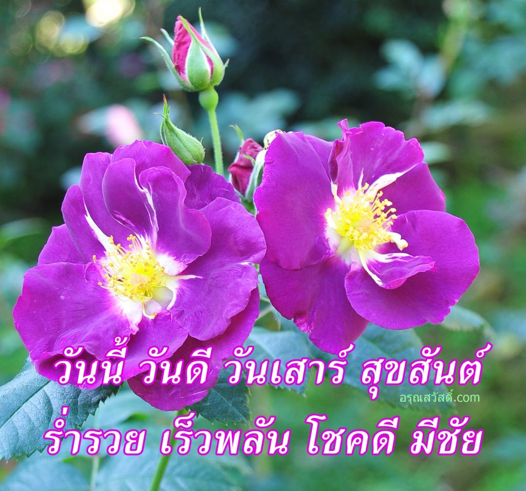 สวัสดีวันเสาร์