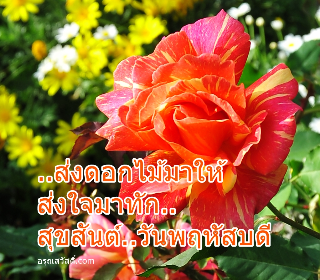 อรุณสวัสดิ์วันพฤหัสบดี