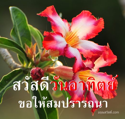 สวัสดีวันอาทิตย์
