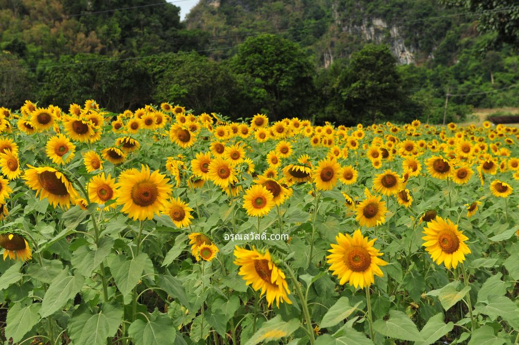 ทุ่งทานตะวัน