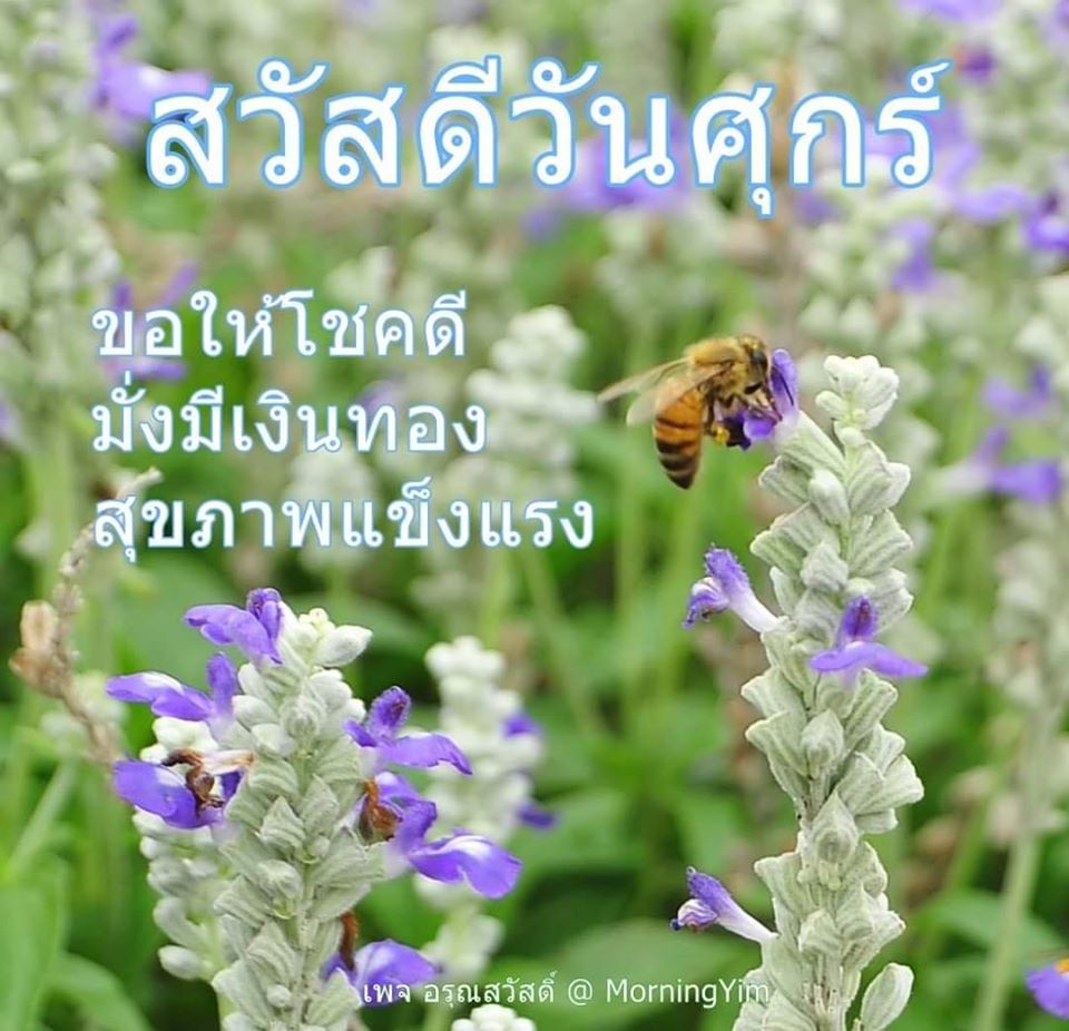 สวัสดีวันศุกร์