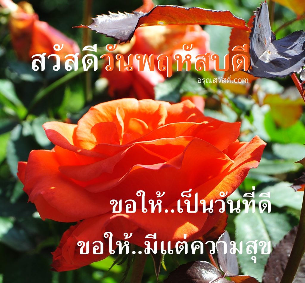 สวัสดีวันพฤหัสบดี