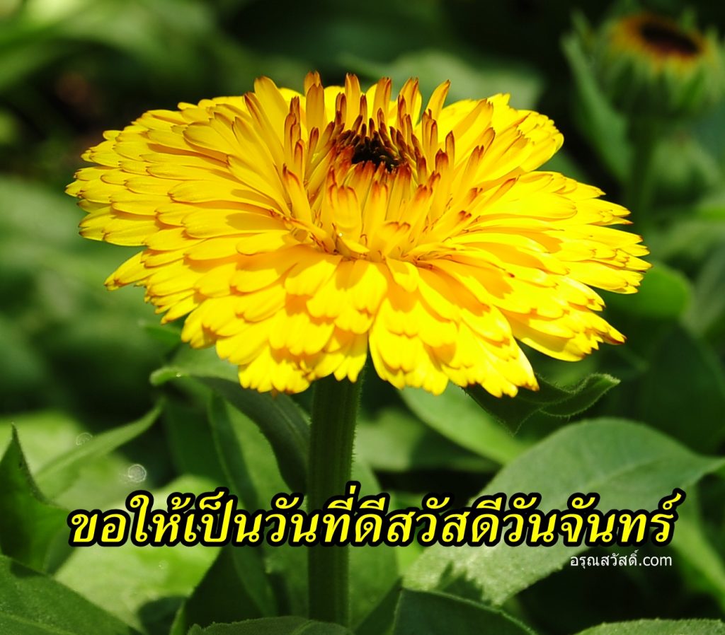สวัสดีวันจันทร์