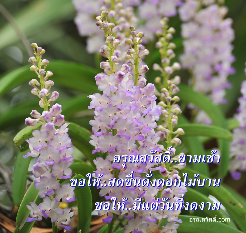 อรุณสวัสดิ์ยามเช้า