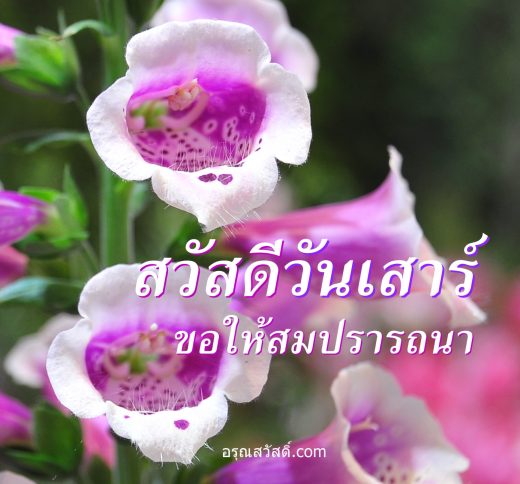 สวัสดีวันเสาร์