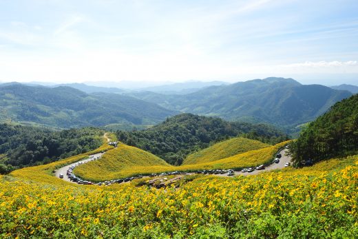 ทุ่งบัวตอง