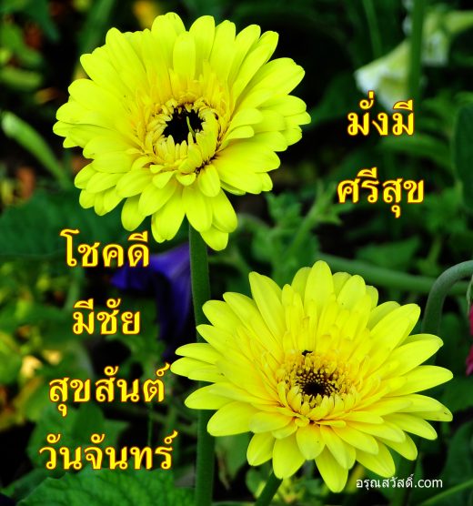 สวัสดีวันจันทร์