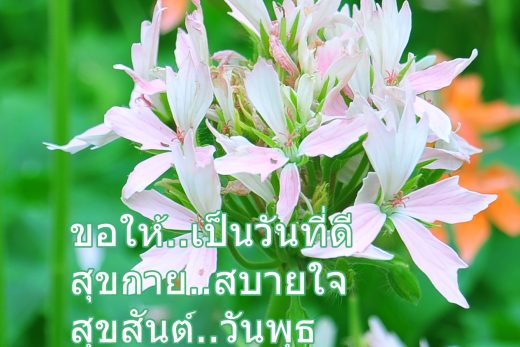 อรุณสวัสดิ์วันพุธ