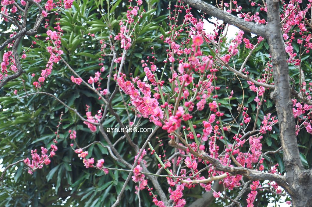 ดอกบ๊วยสีชมพู
