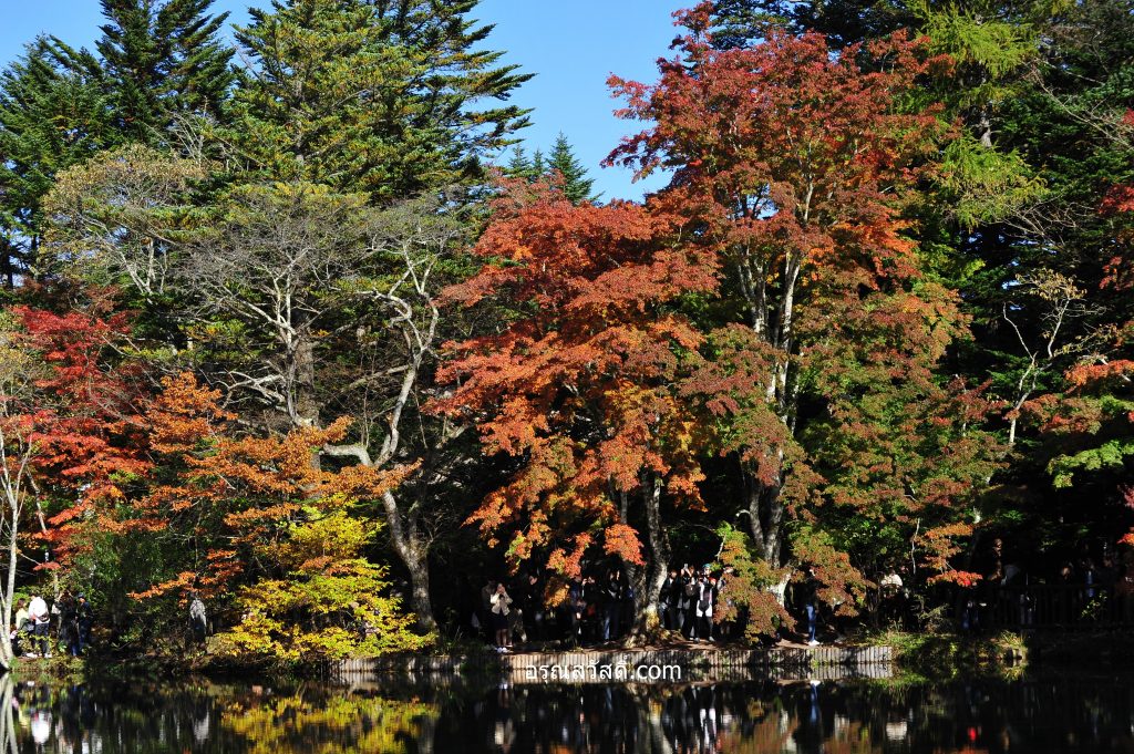 บึงใบไม้เปลี่ยนสีเมืองคารุอิซาว่า Karuizawa