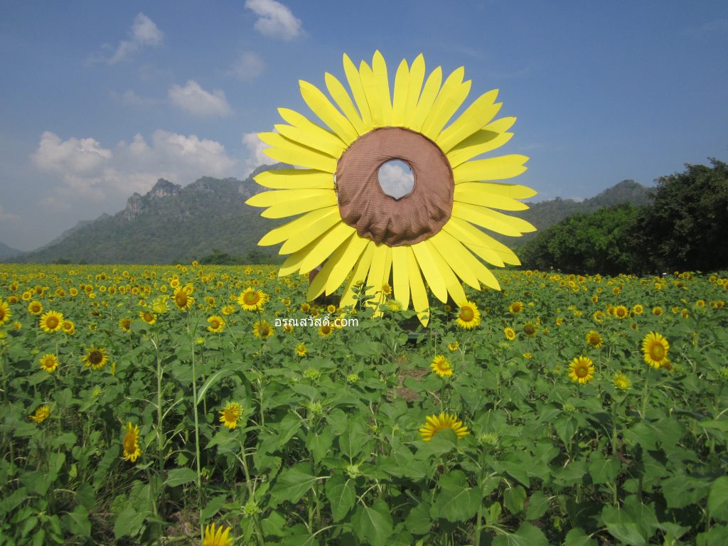 ทุ่งดอกทานตะวัน