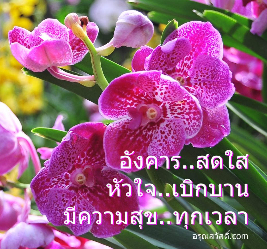 สวัสดีวันอังคาร