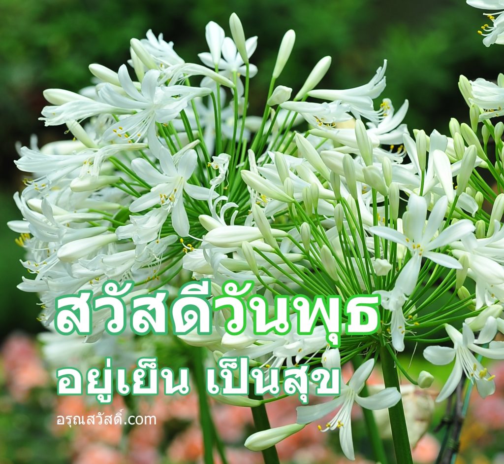 สวัสดีวันพุธ
