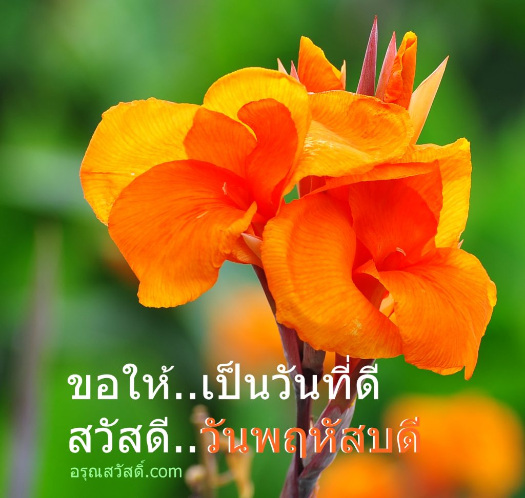 สวัสดีวันพฤหัสบดี