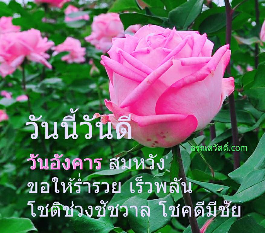 สวัสดีวันอังคาร