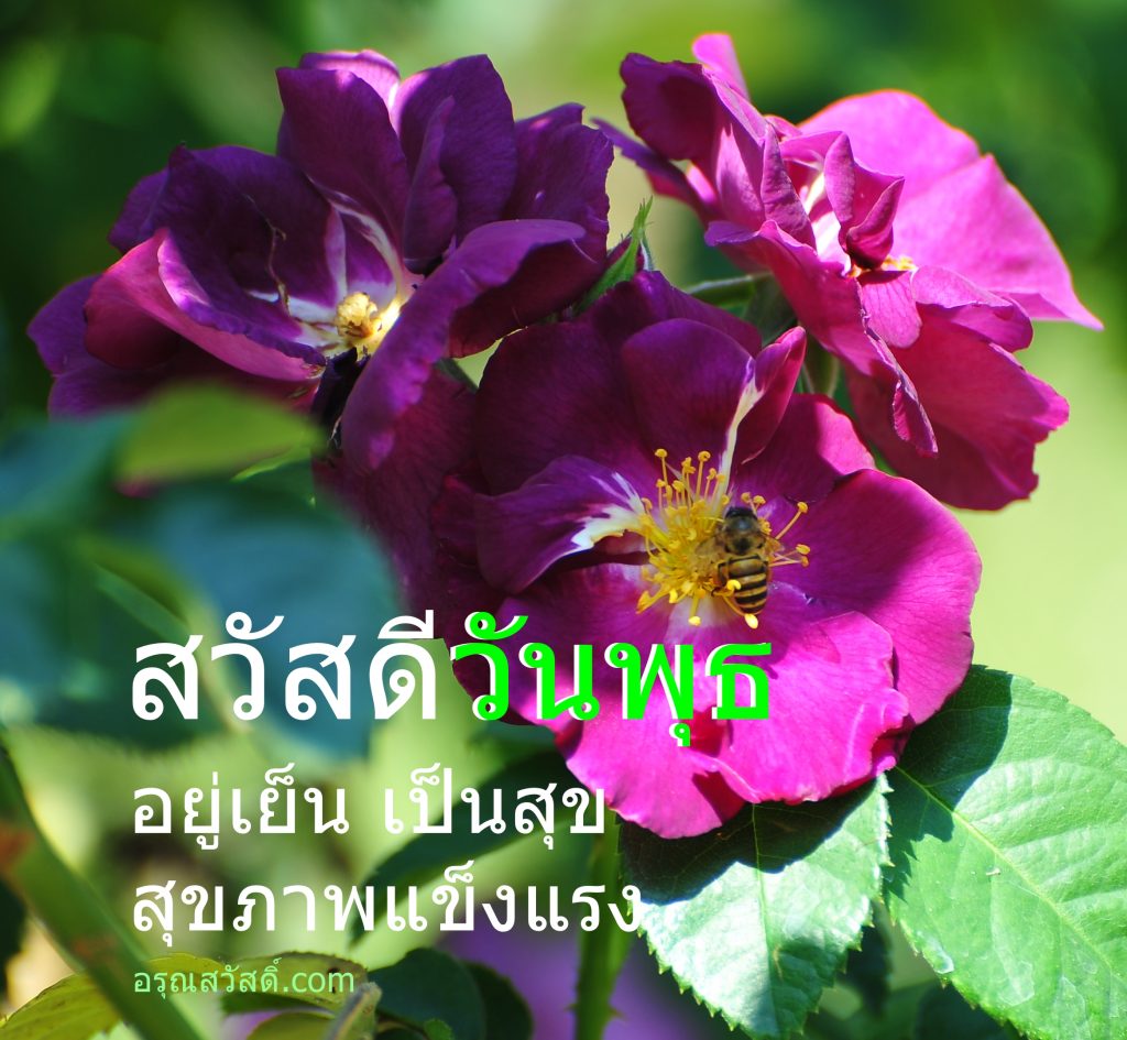 สวัสดีวันพุธ