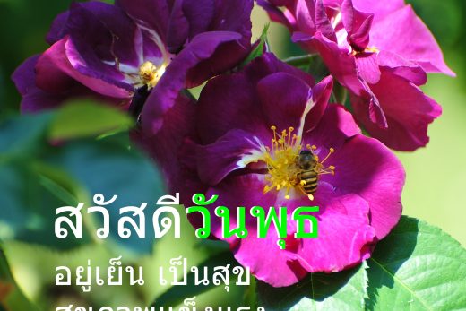 สวัสดีวันพุธ