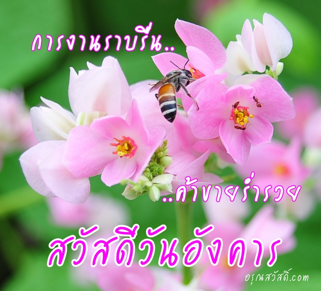 สวัสดีวันอังคาร