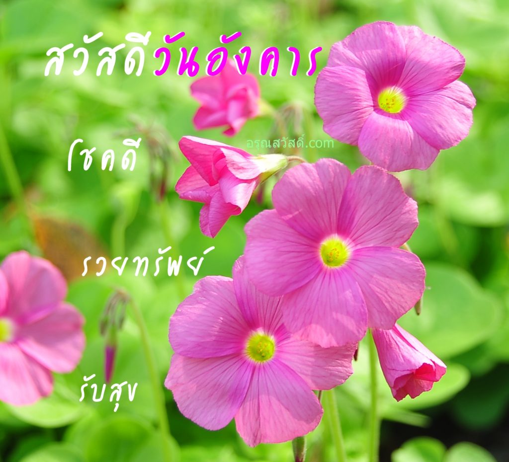 สวัสดีวันอังคาร